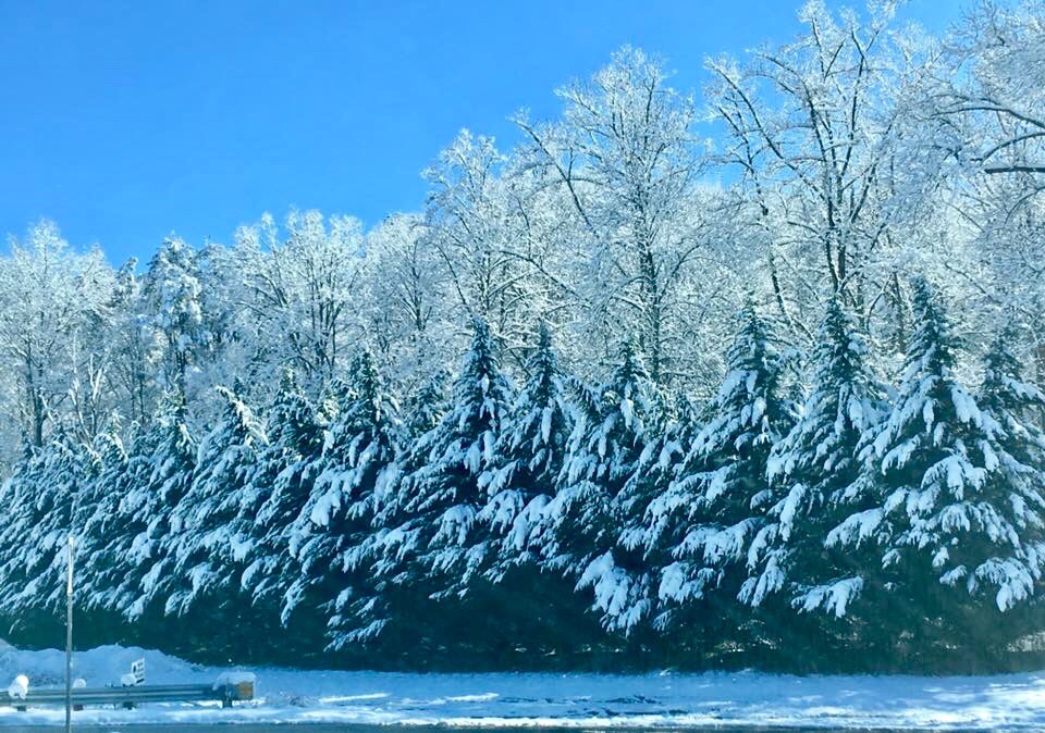 Snowy Trees